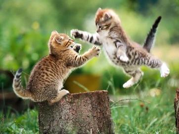 Funny-cat-fight_medium
