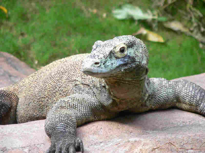 rn_komodo_dragon.jpg