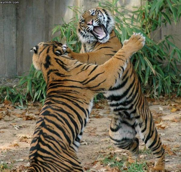 tiger_fight