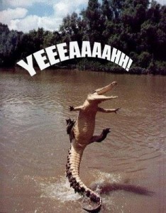 Animal-AlligatorYeah!