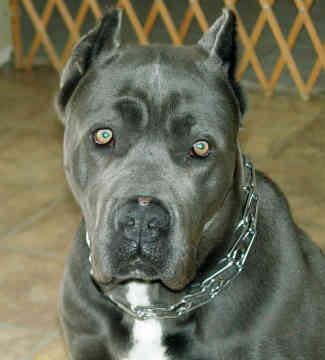 cane-corso-0066 cane-corso-0066