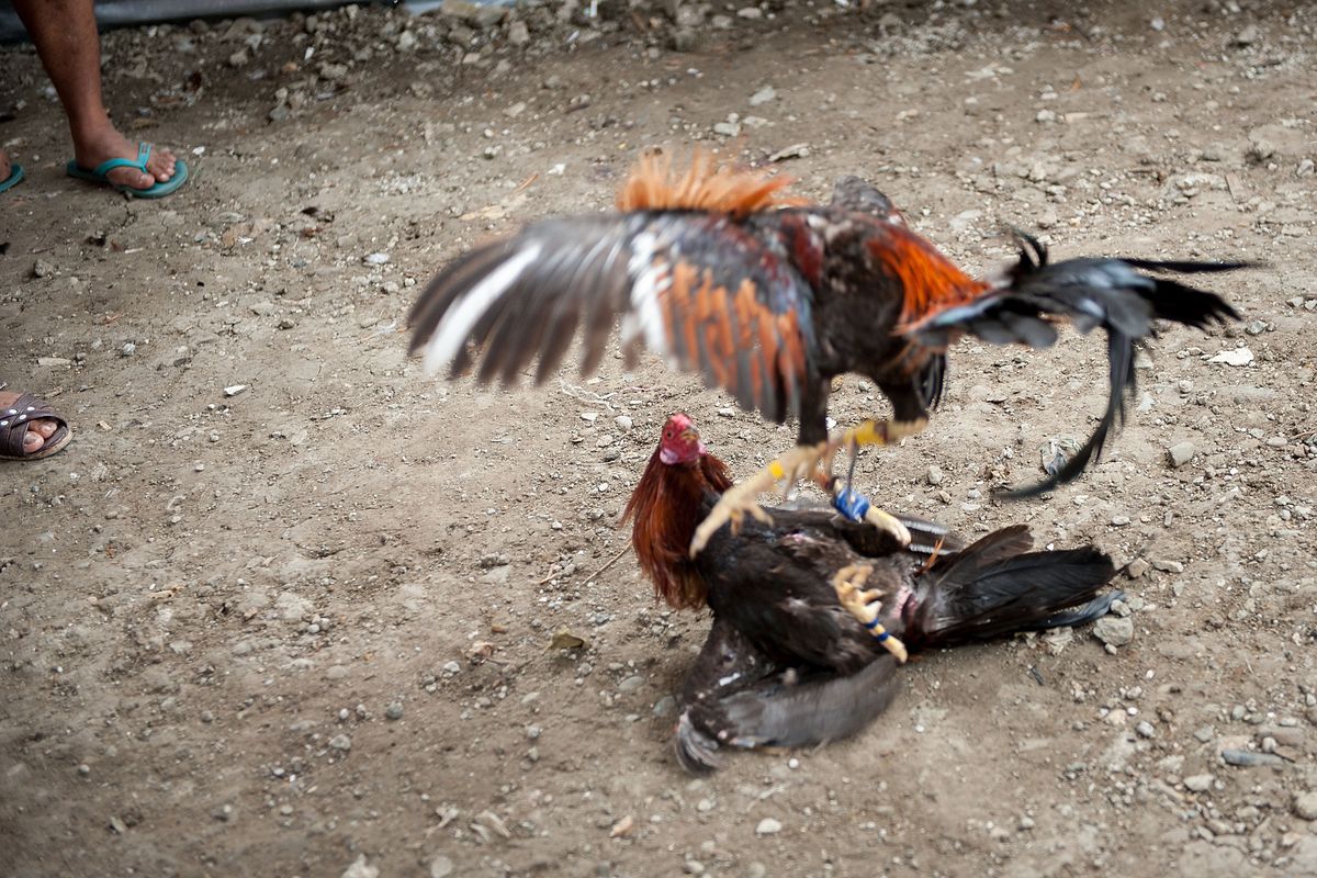 Illegal Cockfighting In The Phillipines